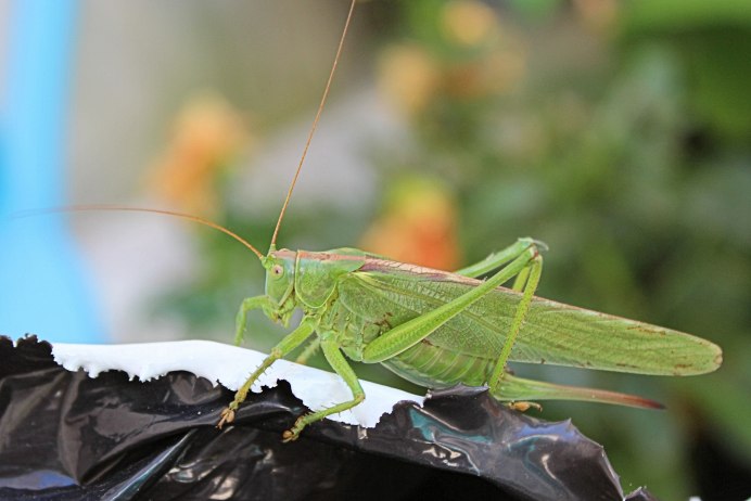 Grasshopper («кузнечик», 1946).