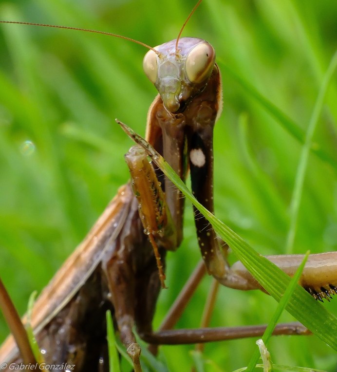 Grasshopper («кузнечик», 1946).