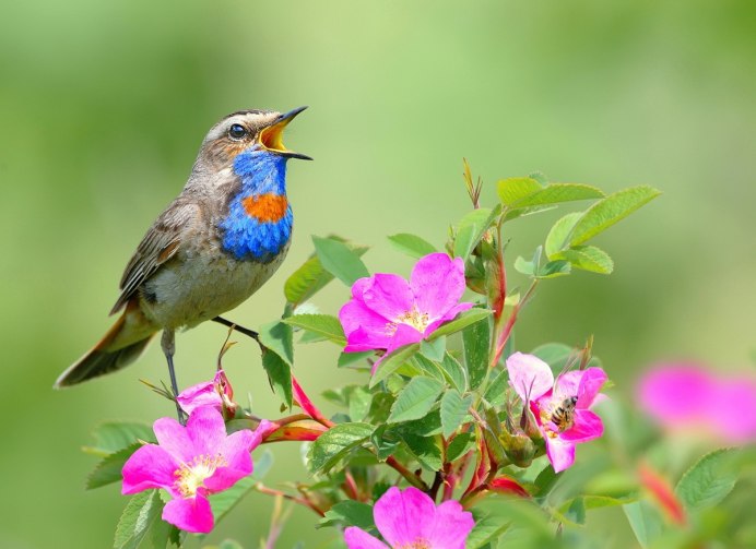 Птица варакушка пение