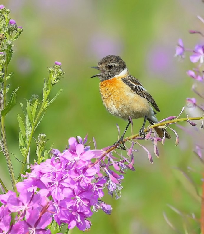 Летние птицы