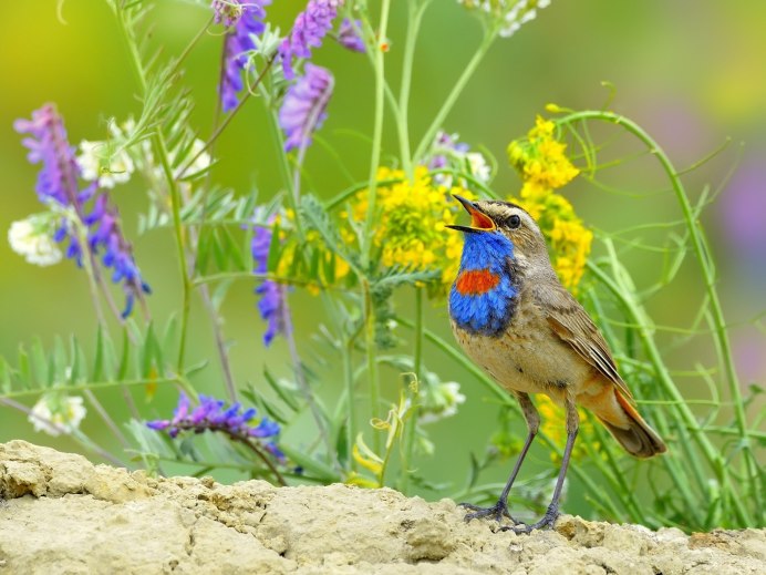 Варакушка Лесная растение