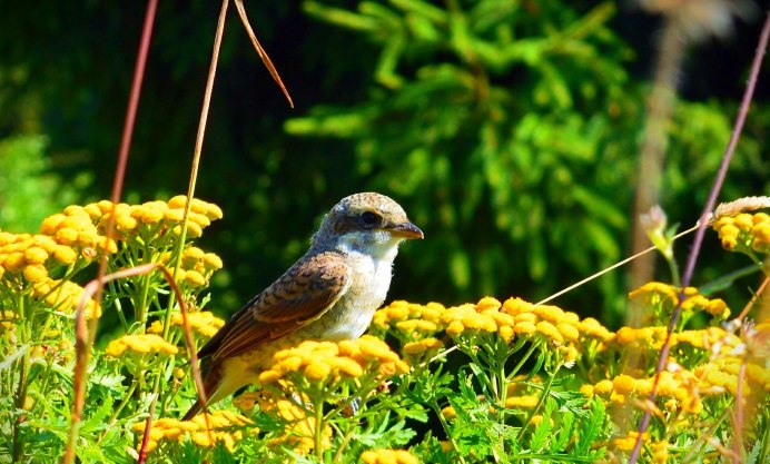Птицы в летнем лесу