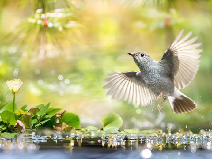 Природа птицы