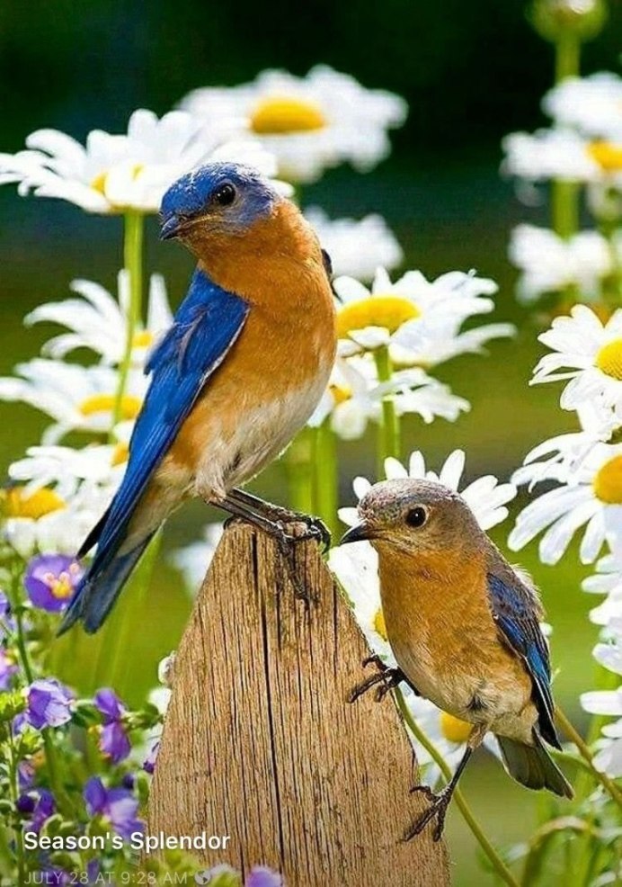 Природа птицы