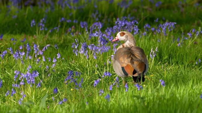 Травяная птица