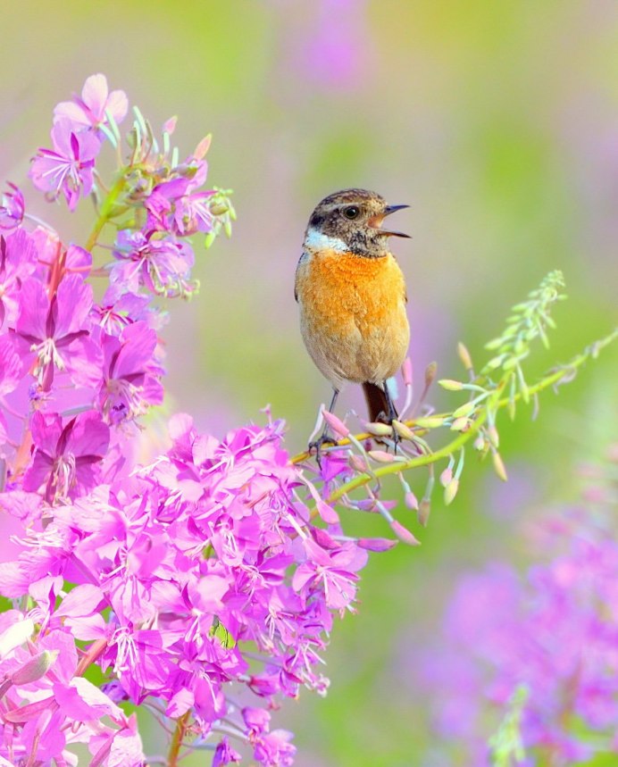 Весна птицы