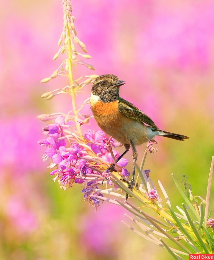 Луговые птицы