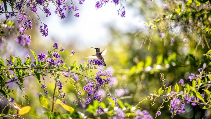 Колибри весной