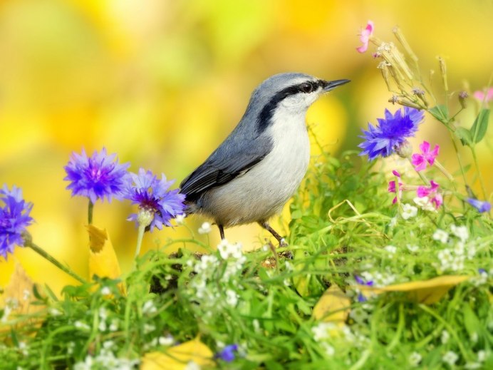 Обои на рабочий стол лето птицы