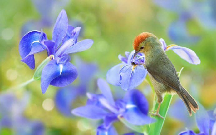 Цветы и птицы