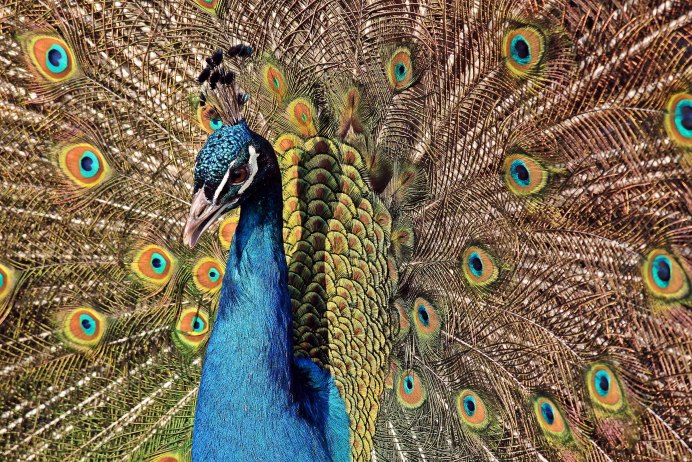 Павлин (Pavo cristatus)