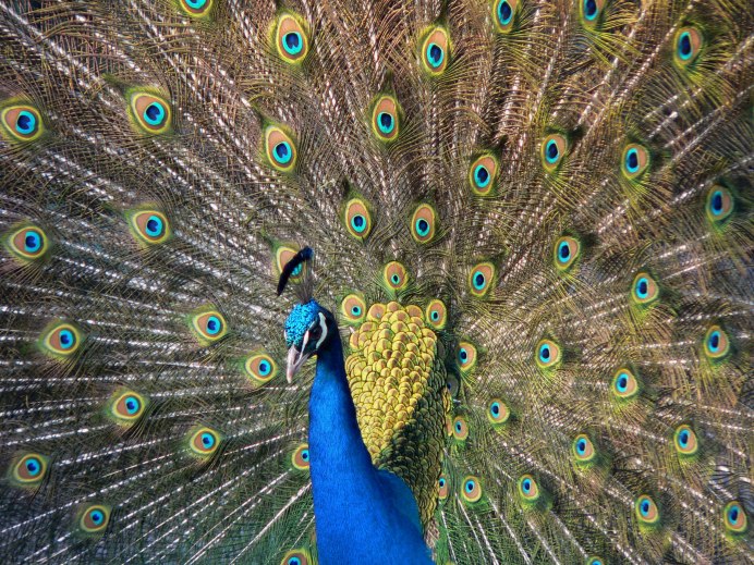 Павлин (Pavo cristatus)