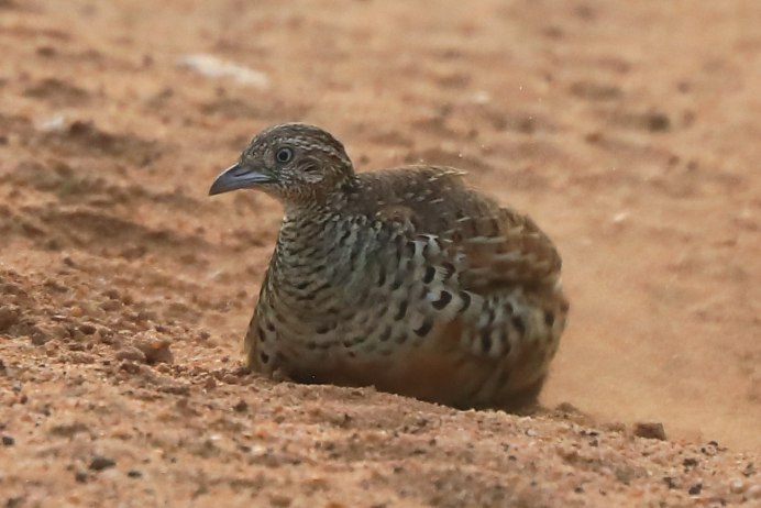 (Turnix pyrrhothorax)