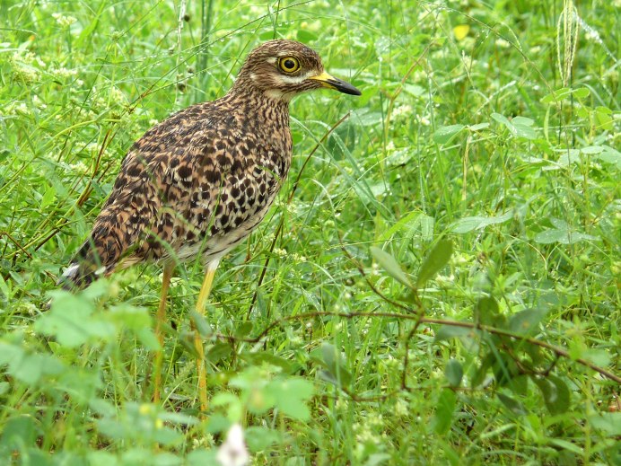 (Turnix nigricollis)