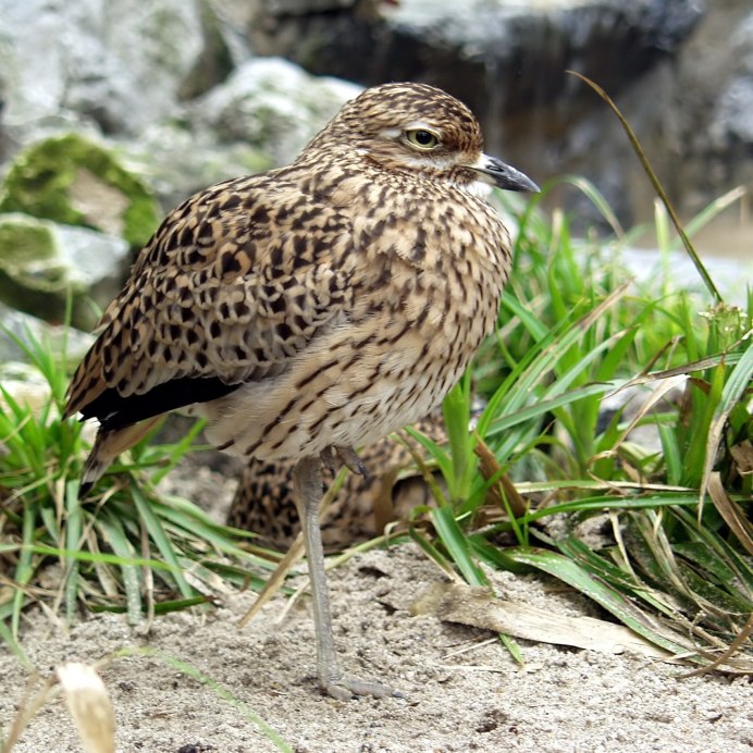 (Turnix nigricollis)
