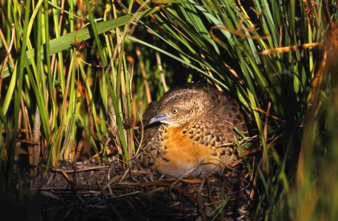 Madagascar Buttonquail Перепелка (Turnix nigricollis).