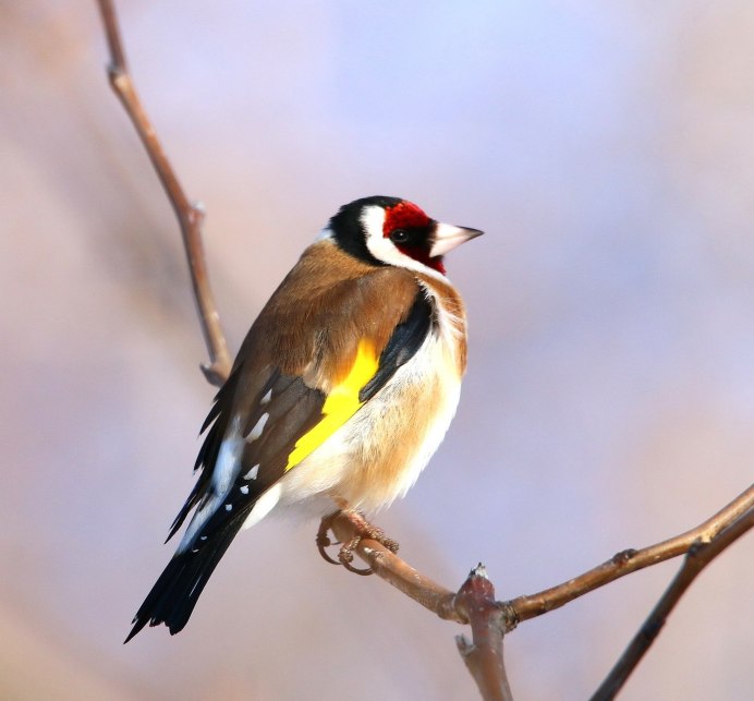 Щегол пестрозадый