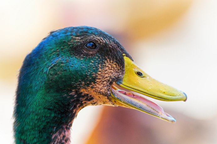 Утиный клюв