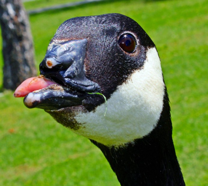 Клюв селезня