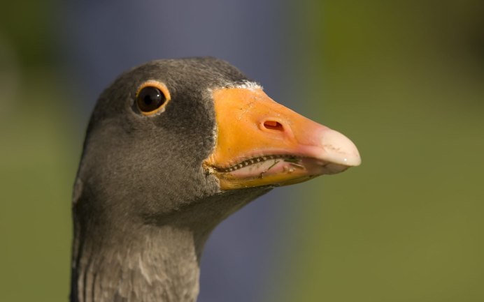 Утка кряква клюв