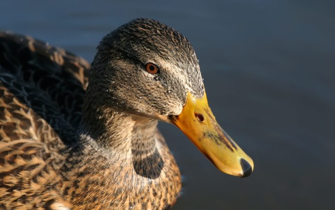 Утиный клюв