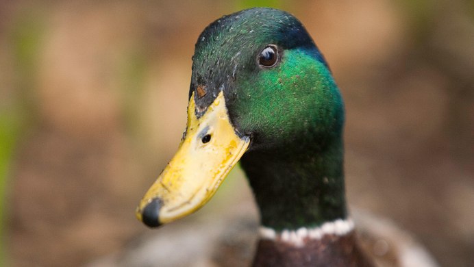 Клюв селезня