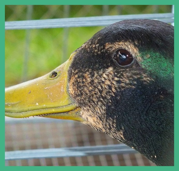 Утиный клюв