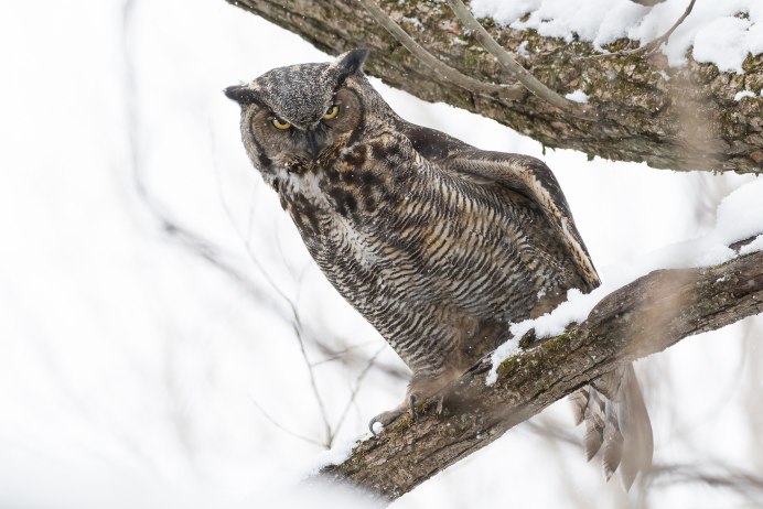 Филин зимой