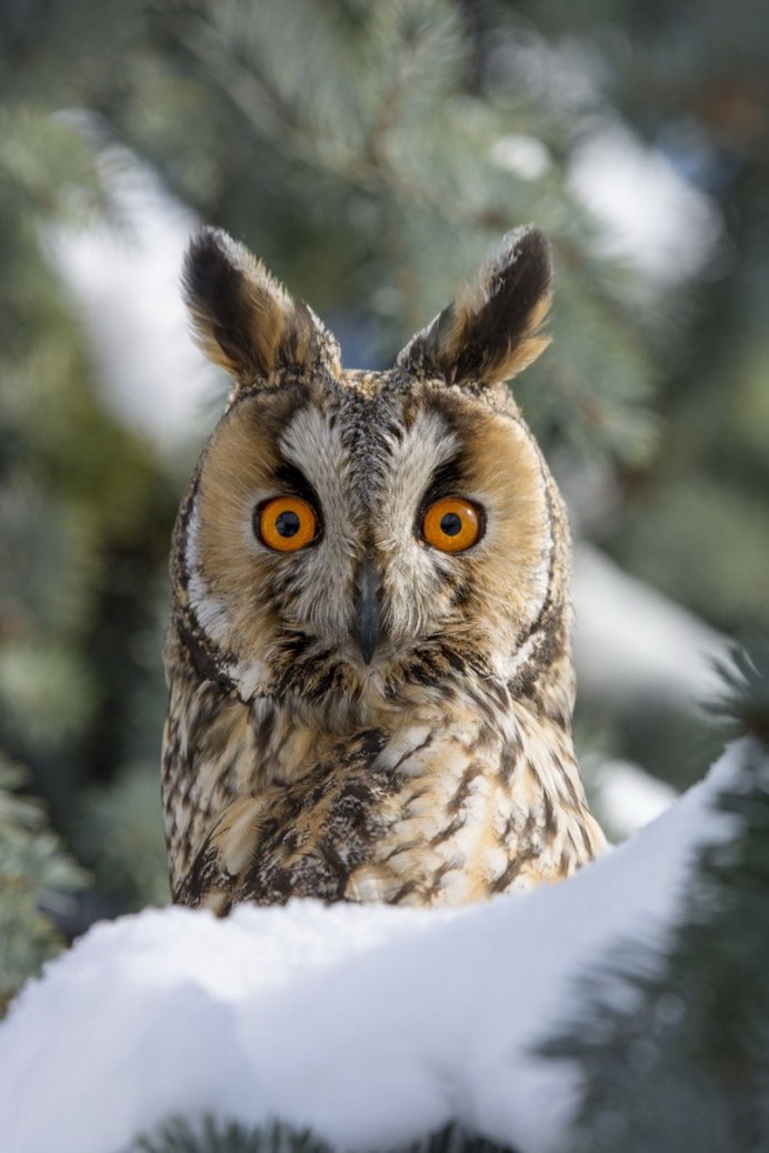 Полярная Сова меланист