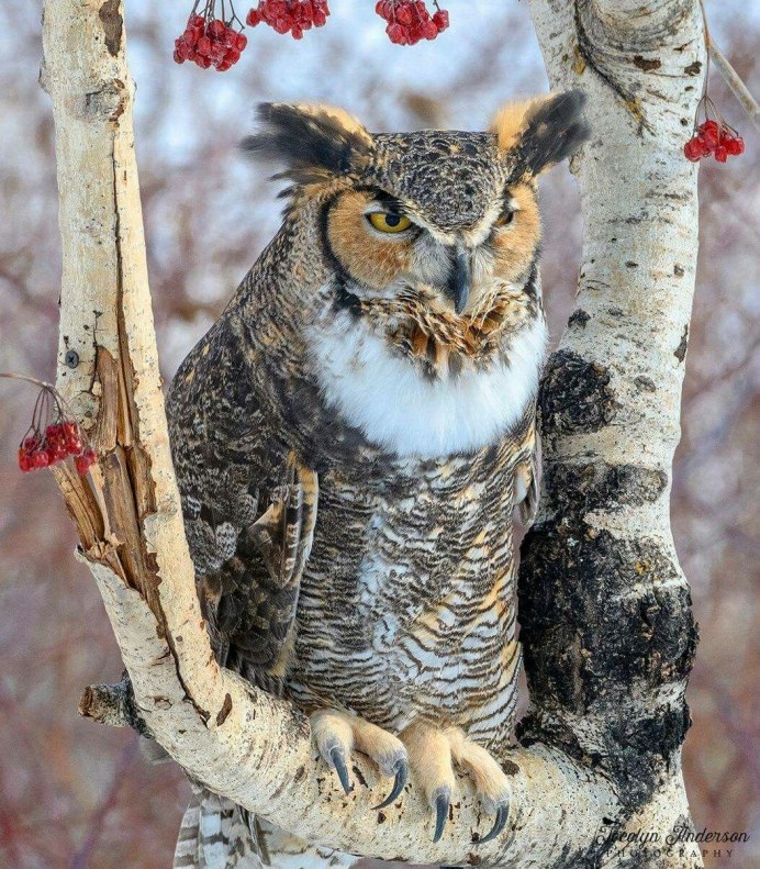 Филин зимой