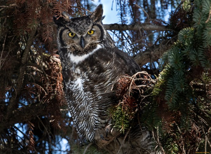 Северная пятнистая неясыть