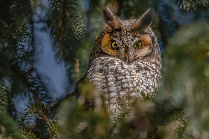 Филин зимой