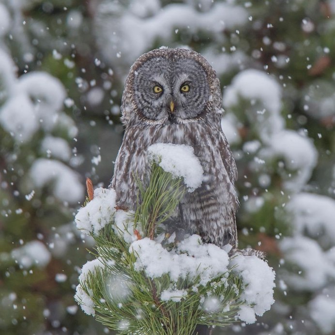 Сова зимой