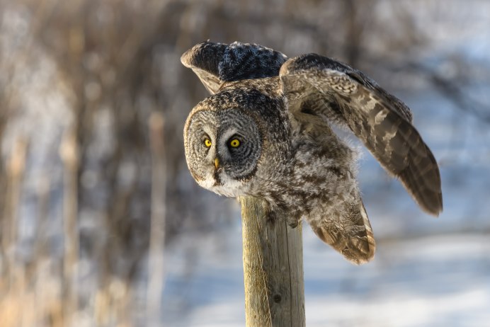 Зимняя Сова