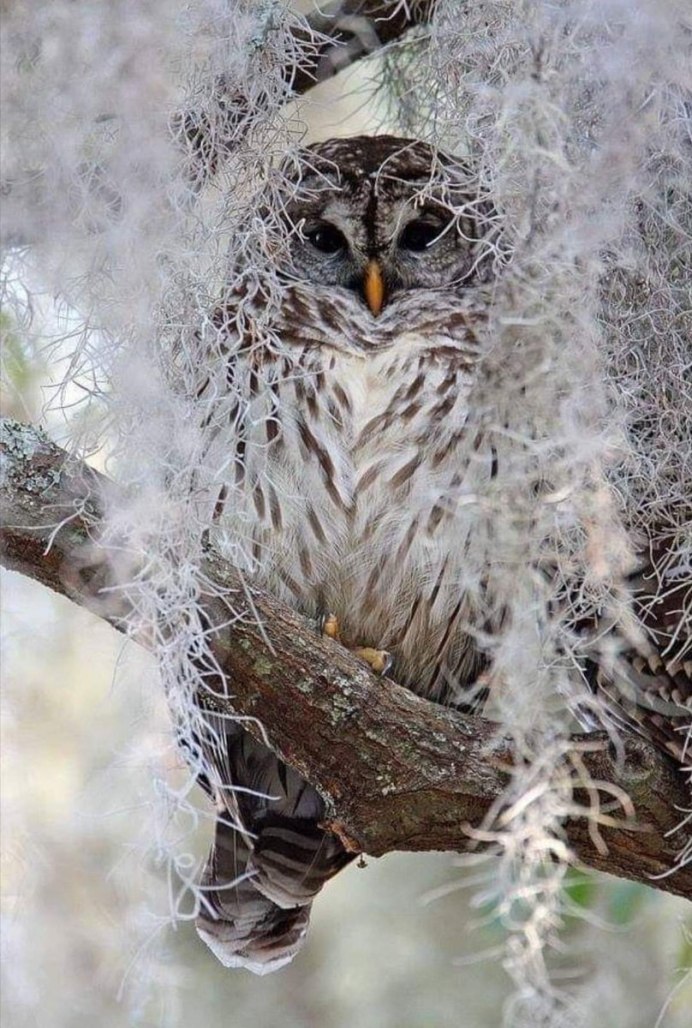 Ушастый Филин ёль