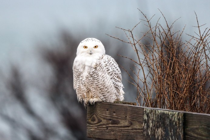 Филин зимой