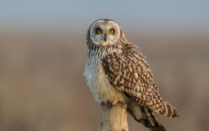 Болотная Сова (ASIO flammeus)