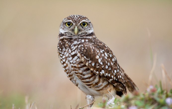 Болотная Сова (ASIO flammeus)