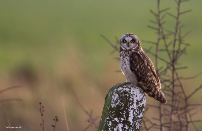 Болотная Сова (ASIO flammeus)