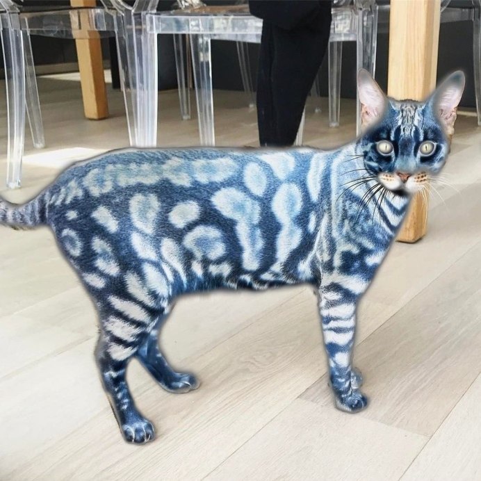 Бенгальская кошка голубая