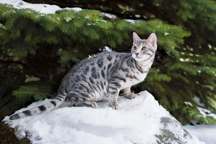 Голубой бенгальский кот