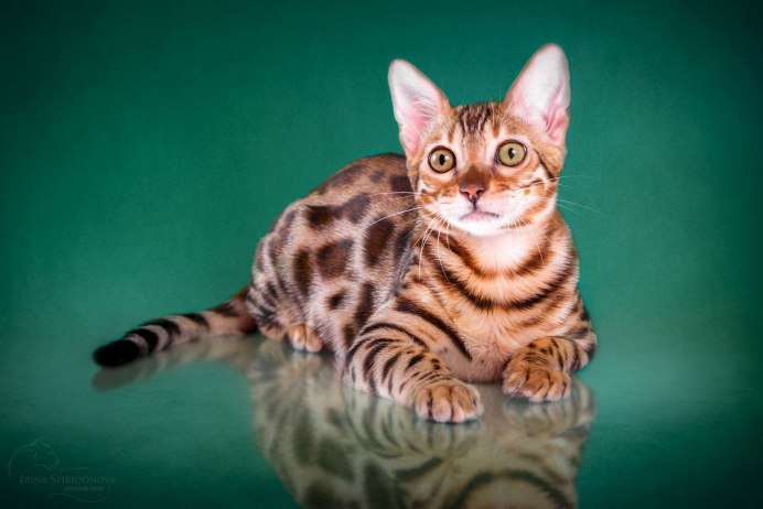 Котята бенгалы снежный Барс