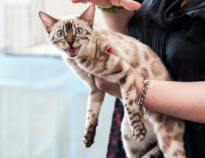 Блю тебби Бенгальская кошка