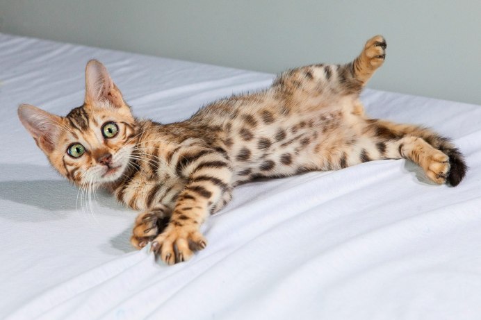 Бенгальский кот Линкс
