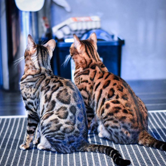 Бенгальская кошка Сноу