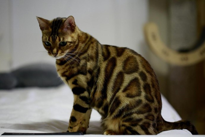 Бенгальская кошка Линкс