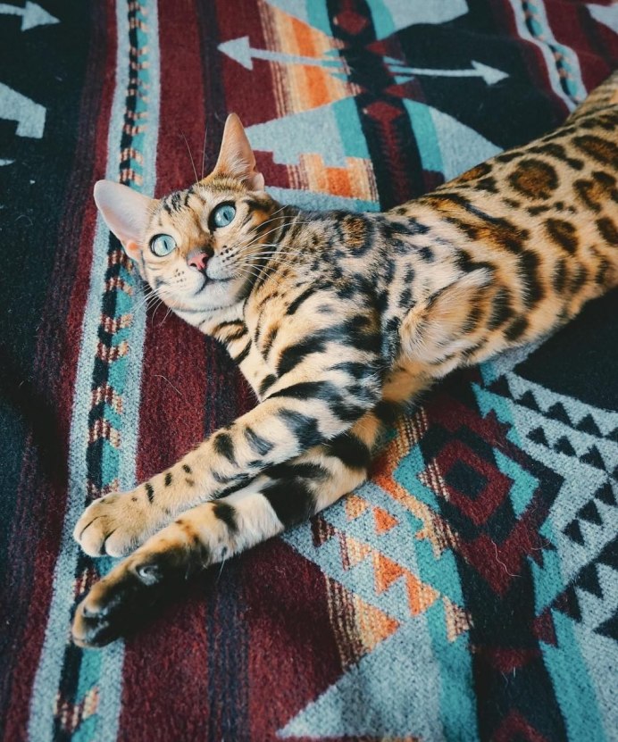 Бенгальская кошка