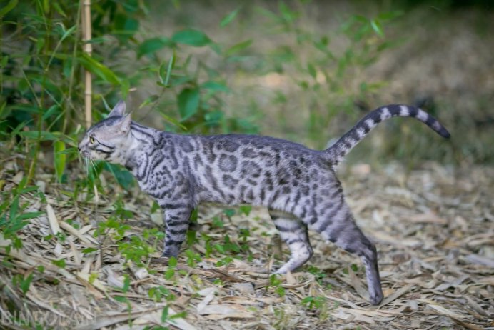 Бенгальская кошка голубая
