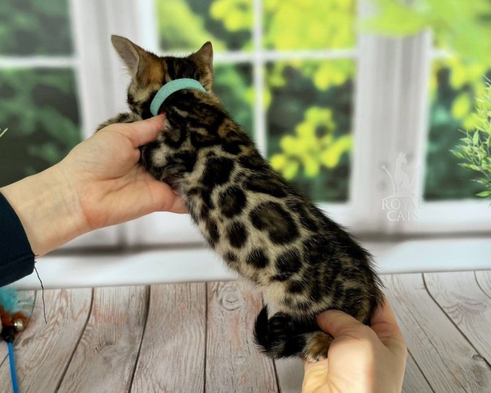Морда бенгальской кошки