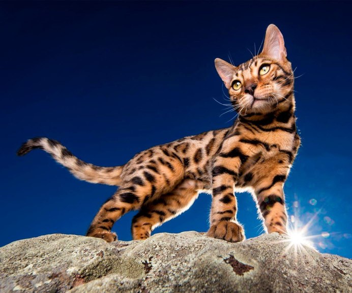 Русская голубая и Бенгальская кошка